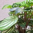 Peperomia Hanging in Pot Online now