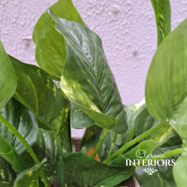 Pothos Bush 13” 33cm in Pot For Sale