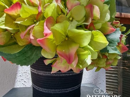 Hydrangea - Green Pink Online now