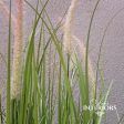 Grass 58cm in Pot Green Sale