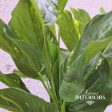 Pothos Bush 13” 33cm in Pot For Sale