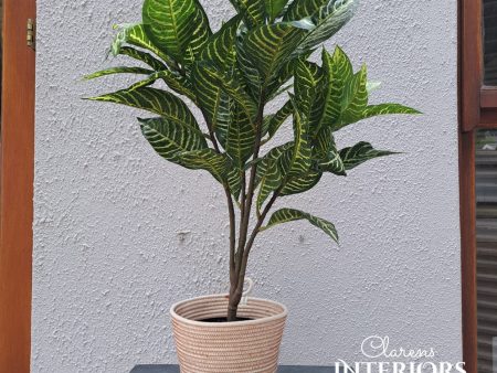 Croton Plant 26” 66cm varigated in pot For Discount