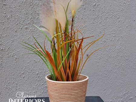 Onion Grass - in Pot For Cheap