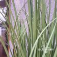 Grass 58cm in Pot Green Sale