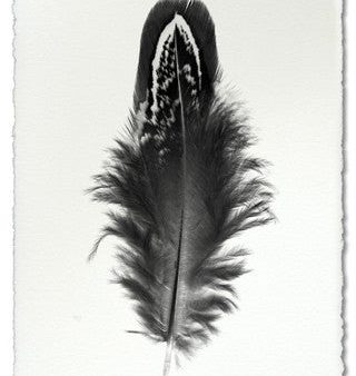 Feather Study #3 Print Online Sale