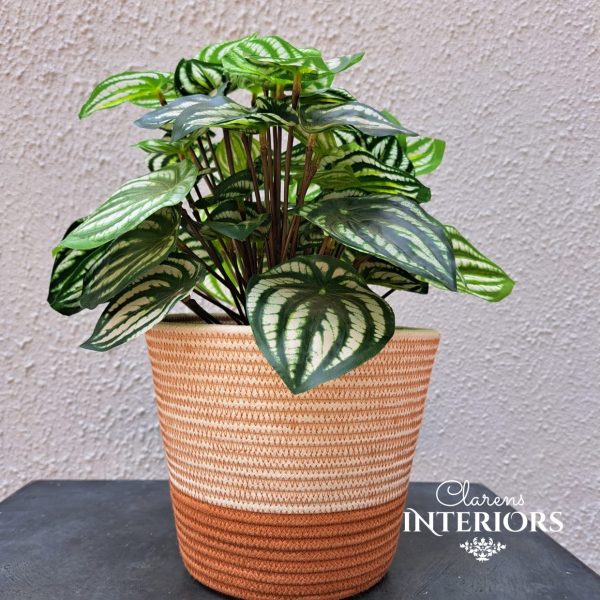 Peperomia Hanging in Pot Online now