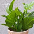 Pothos Bush 13” 33cm in Pot For Sale