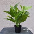 Pothos Bush 13” 33cm in Pot For Sale