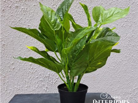 Pothos Bush 13” 33cm in Pot For Sale