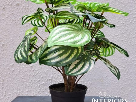 Peperomia Hanging in Pot Online now