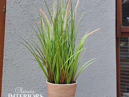 Grass 58cm in Pot Green Sale