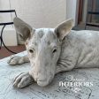 Billie the Bull Terrier Sculpture For Sale