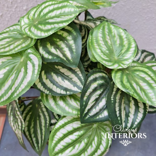 Peperomia Hanging in Pot Online now